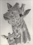 Mother & Baby Giraffe