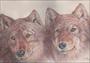Wolves - by Judith Carol 